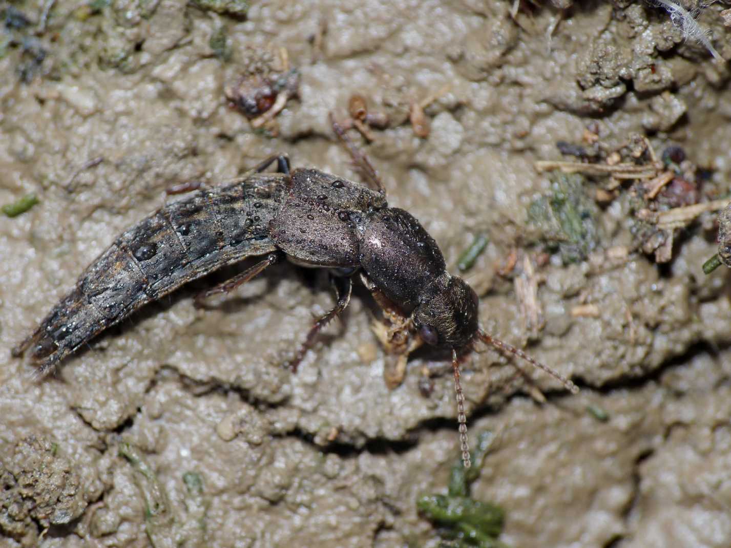 Staphilinidae bronzato: Ocypus cupreus o O. fortunatarum?